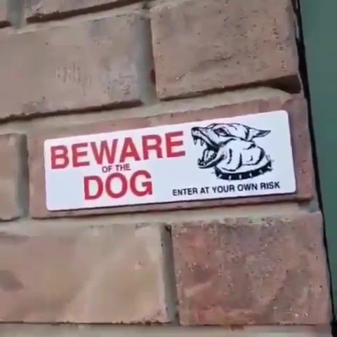 Im just a regular everyday topoviy shobaken - Video & GIFs | warn,sign,hilarious,sweet,trick,meme,funny,doggo,dog,warning,stop,beware,animals pets