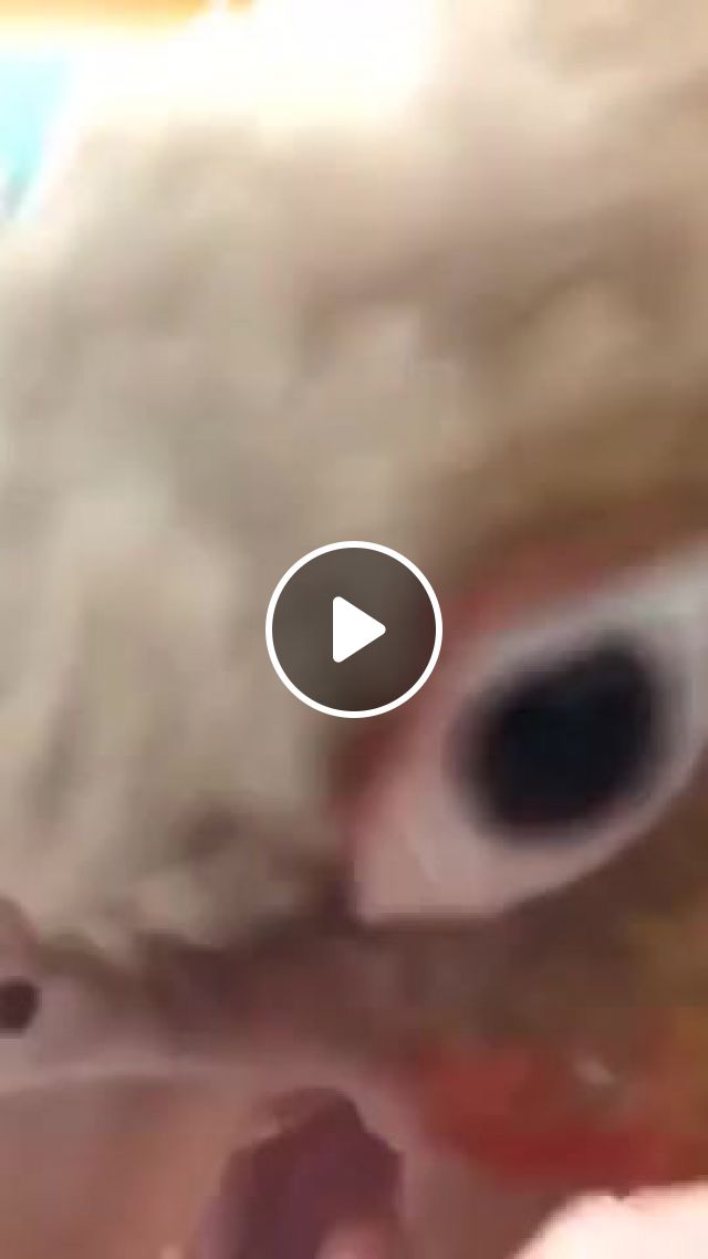 Lick, Licc, Parrot, Birb, You Touch My Talala, Ding Dong Song, Animals Pets. #1