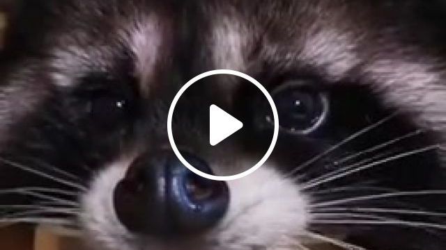 Licking Raccoon, Raccoon, Licking, Lick, Animals Pets. #0