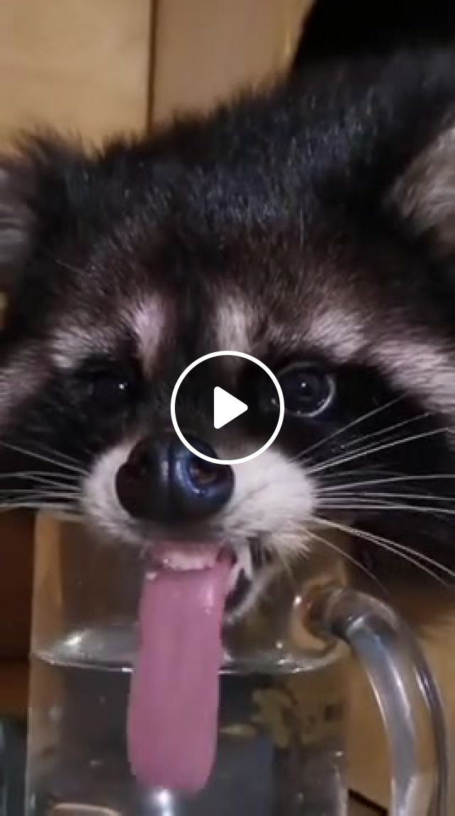 Licking Raccoon, Raccoon, Licking, Lick, Animals Pets. #1