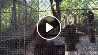 Monkey sing and dance