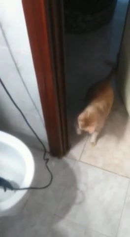 My cat is interested in everything - Video & GIFs | comedy,of the day,cat,opera,funny,animals,meme,animals pets