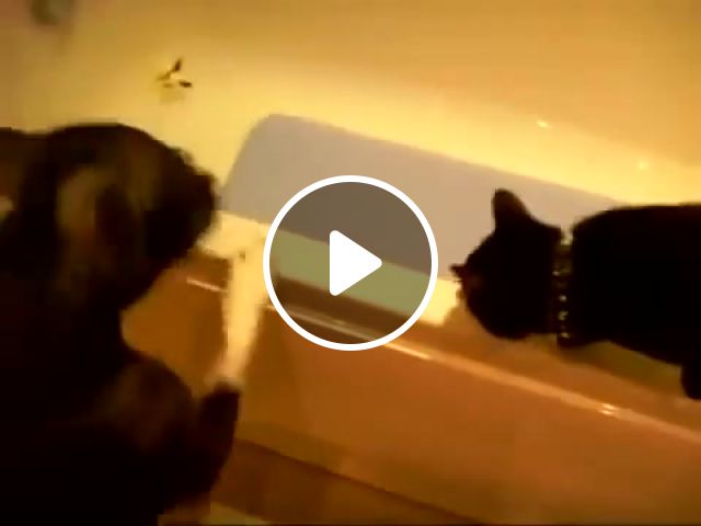 Oops, Funny, Cat, Especially, A Dog, Trust, Never, Animals Pets. #1