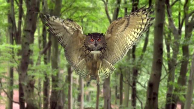 Owl, Fly, The Electric Prunes, The Electric Prunes Transient Absolution, Time Lapse, Timelapse, Animals Pets. #2
