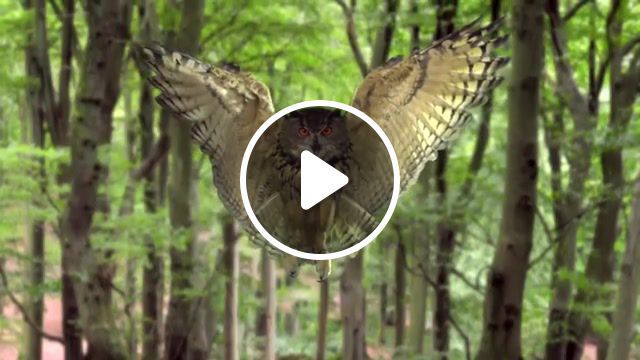 Owl, Fly, The Electric Prunes, The Electric Prunes Transient Absolution, Time Lapse, Timelapse, Animals Pets. #0
