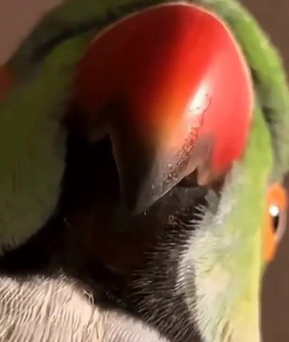 Parrot here, animals pets.