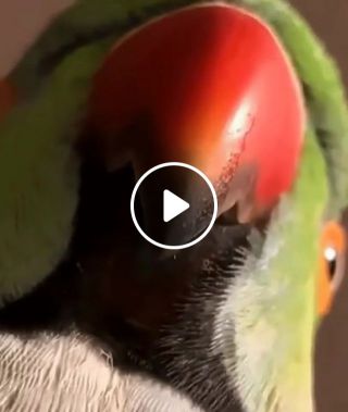 Parrot here