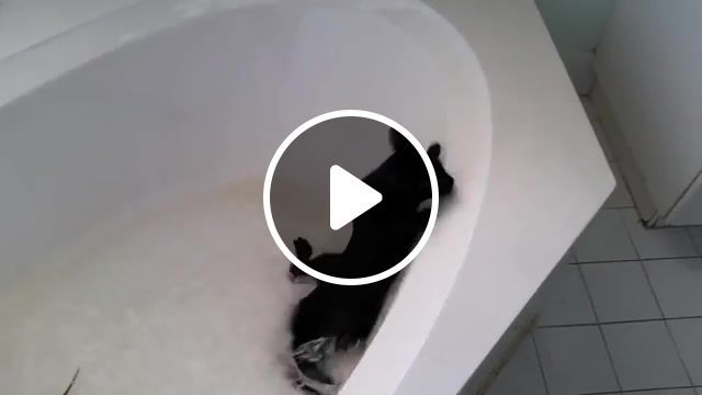 Push the tempo, run, fatboyslim, loop, popular, hot, tempo, push the tempo, kitty, fun, cat falls in tub with lizard, cat falls in bathtub, funny, cats, animals pets. #0