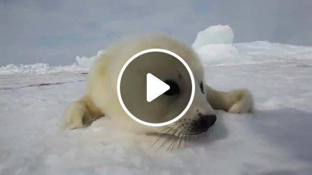 Sad Seal, Incredible, Amazing, Nature, Pup, Elephant Seal, Animals In The Wild, Funny, Wildlife, Antarctica, Island, Baby, Seal Animal, Seal, Animals Pets. #0