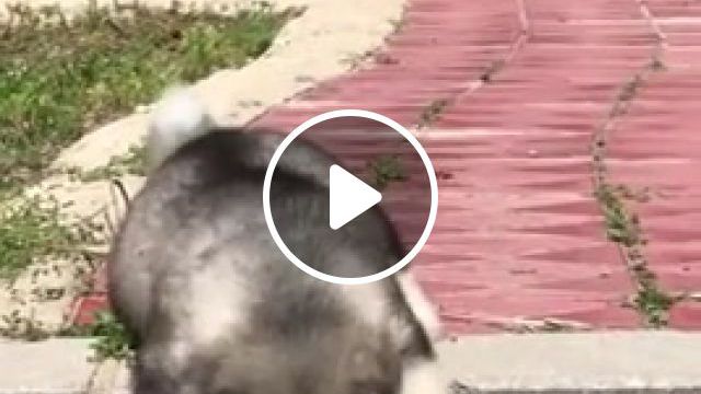 Scared Pup, Dog, Scared, Funny, Puppy, Animals Pets. #0