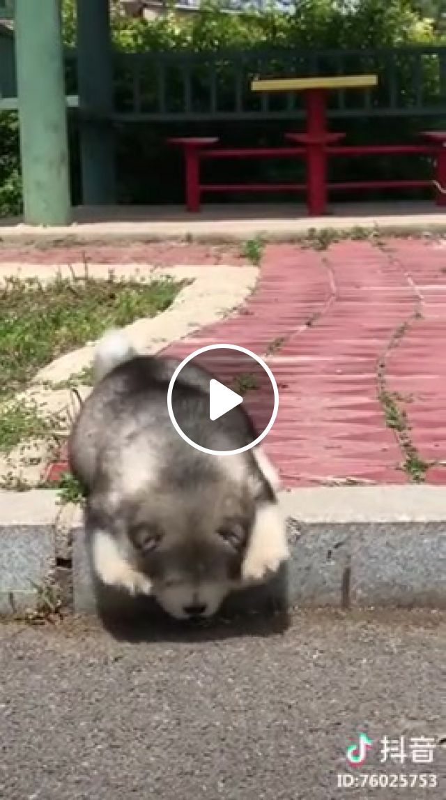 Scared Pup, Dog, Scared, Funny, Puppy, Animals Pets. #1