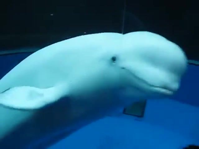 The beluga's boss, animal, beluga whale, animals pets.