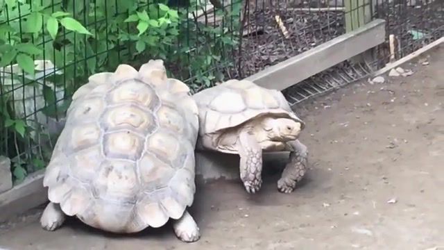 Turtle Rescues His Stranded Friend, Mission Impossible, Turtle, Animals, Animals Pets. #2