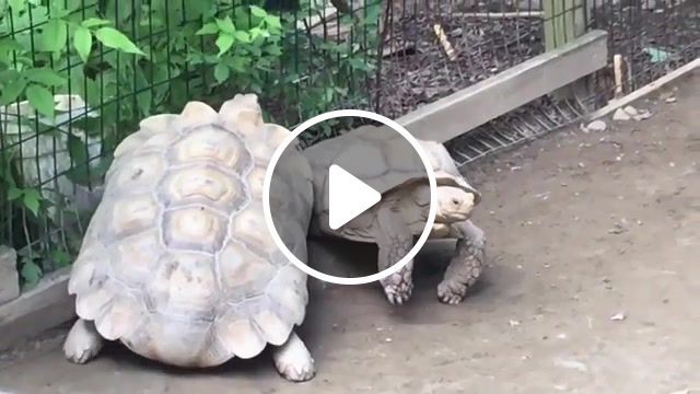 Turtle Rescues His Stranded Friend, Mission Impossible, Turtle, Animals, Animals Pets. #0