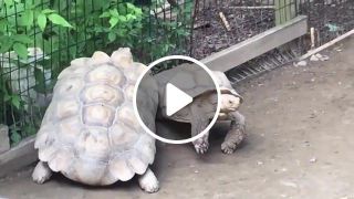 Turtle rescues his stranded friend