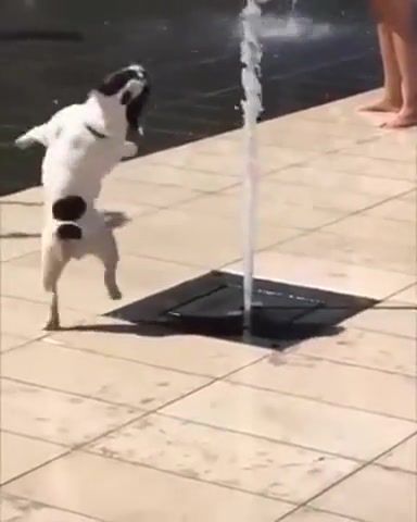 Water Fun. Dog. Water. Fountain. Water Jet. Animals Pets.