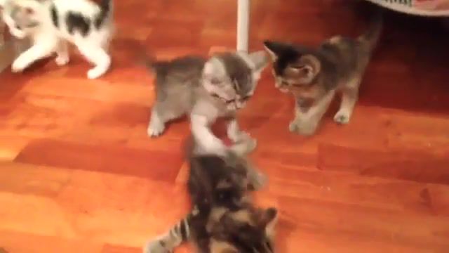 Welcome to fight club, Hybrids, Hybrid, Kitten, Kittens, Cats, Cat, Fight Club, Animals Pets