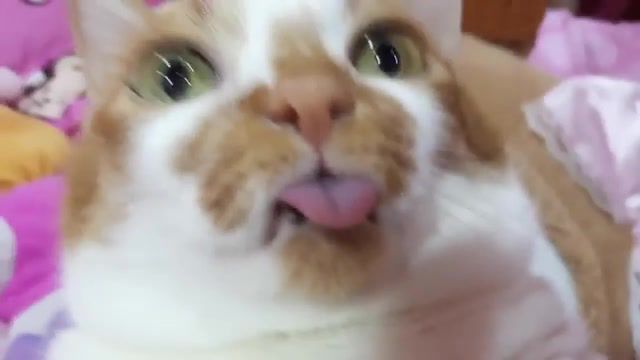 What my cat saw he's still alive - Video & GIFs | cats,cat,titanic theme,titanic,titanic theme song,funny,lol,meme,memes,autism,wtf,with,eyes,love,animals,haha,funny cats,animals pets