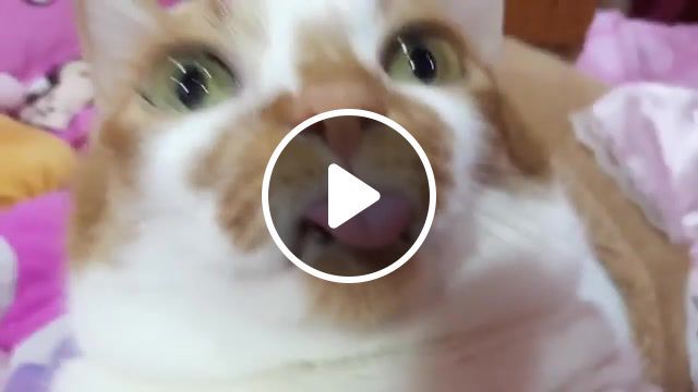 What my cat saw he's still alive, cats, cat, titanic theme, titanic, titanic theme song, funny, lol, meme, memes, autism, wtf, with, eyes, love, animals, haha, funny cats, animals pets. #0