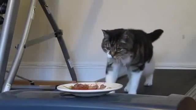 Active cat - Video & GIFs | funny,cat,animals pets
