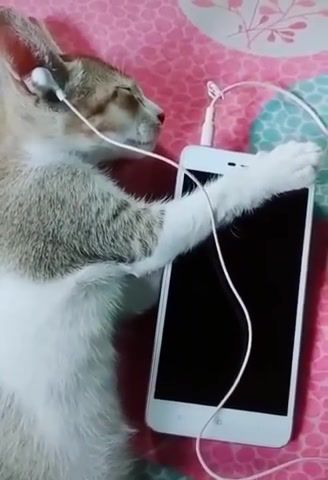 Cat listening to music, Funny Moments, Funny Animals, Animals, Cat Listening To Music, Music, Fun, Cat, Kitty, Kitten, Kawaii, Animals Pets