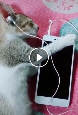 Cat listening to music