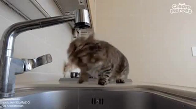Cats - Video & GIFs | cat,cats,funny,funny animals,animals pets