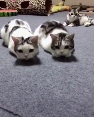 Cats are getting better and better at synchronous dance