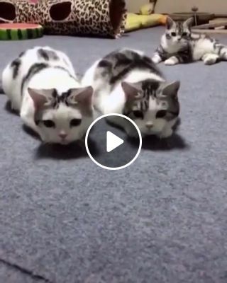 Cats are getting better and better at synchronous dance
