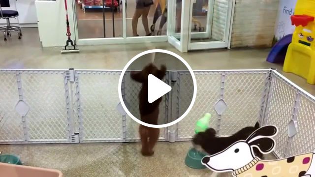 Dancing poodle dog, undefined, animals pets. #1