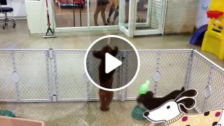 Dancing poodle dog