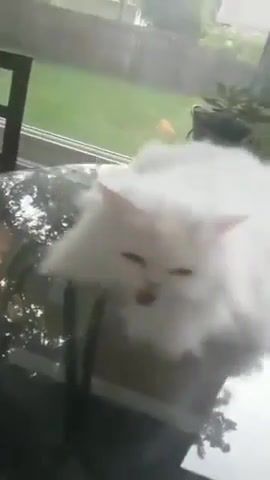 Deaf cat always reacts with happy surprise when she sees her owner. c, animals pets.