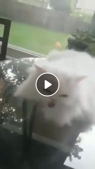 Deaf cat always reacts with happy surprise when she sees her owner. c