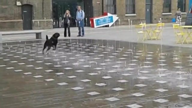 Dog Waltz on the Water, Trip, Perfect, Magic, Wow, Love, Street, Happy, Mad, Omg, Wtf, Black, Music, Clic, Join, Gif, Lol, Trick, Eleprimer, Valce, Kings Cross London, Having Fun, Having, Puppy, Cuteness, Fun, Central Saint Martins College Of Art And Design, Dancing, Dogs, Fountain, Water, Dog, Cute, Animals Pets