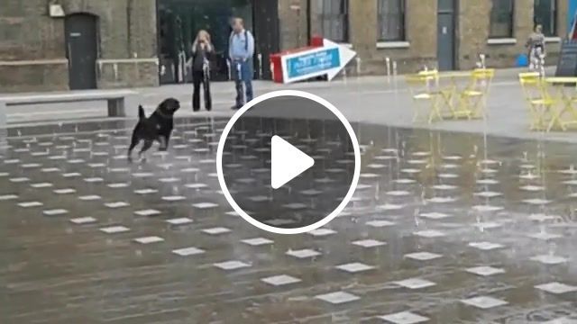 Dog waltz on the water, trip, perfect, magic, wow, love, street, happy, mad, omg, wtf, black, music, clic, join, gif, lol, trick, eleprimer, valce, kings cross london, having fun, having, puppy, cuteness, fun, central saint martins college of art and design, dancing, dogs, fountain, water, dog, cute, animals pets. #0