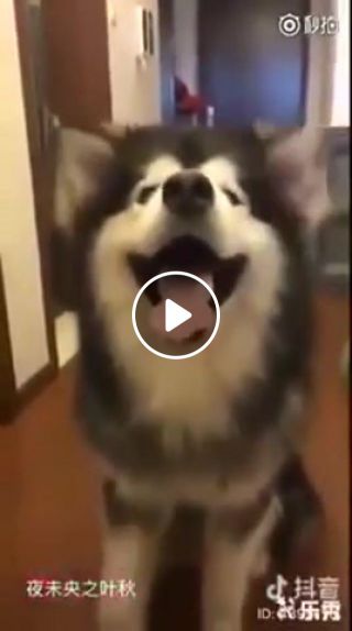 Dog's can dance with their ears