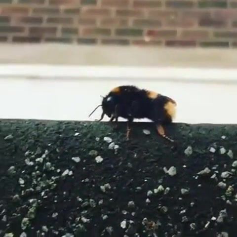 Dub bee meme, mad, frozen, sound, trick, killa, fly, groovy, froze, nice, trip, ear, earrape, cool, omg, wtf, dub, music, eleprimer, meme, friendship, unique, weird, high five, bee, guy high fives bee, interesting, odd news, funny pictures, best, popular, vines, vine, youtube, viral, flicks, picks, daily, daily picks, dailypicksandflicks, animals pets.