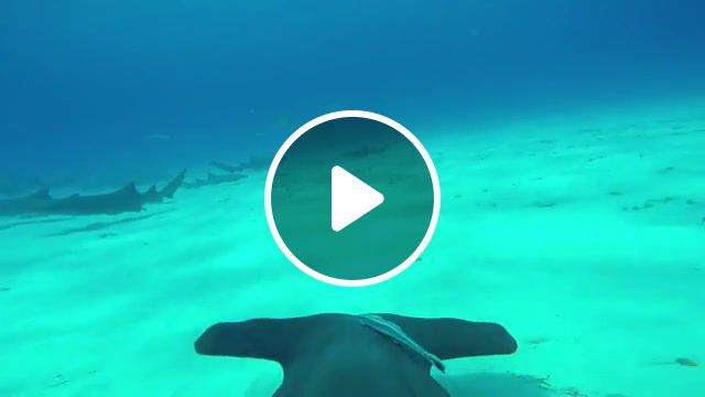 Fisheye, gopro, shark, ocean, sea, underwater, animals pets. #0