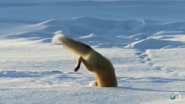Fox, north america, discovery, discovery channel, nature documentary, tv event, nature doc, documentary, television documentary, nature, natural, zoology, biology, science, cinematography, filming, natural history, animal, animals, wild animals, wild animal, fox, fox dives, fox dives in snow, fox hunting, fox playing, animals pets.