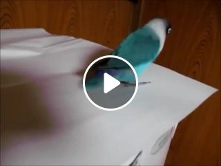 Funny parrot tap dance