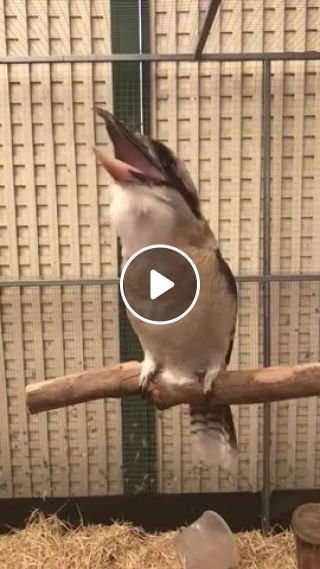How the giant kingfishers laugh