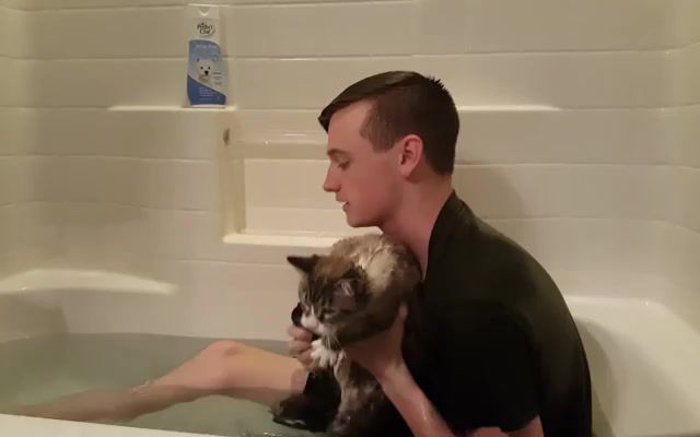 How to wash your cat, directed by robert b weide, meme, film, text, credits, movie, titer, titre, series, titers, titles, titres, inscriptions, captions, material, tv series, for re, directed by weide, robert b weide, source, cat, animals pets.