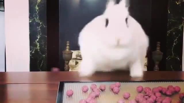 I want it all - Video & GIFs | rabbit,snacks,queen,i want it all,animals pets