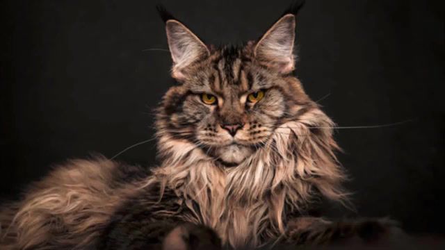 Maine coon, cat, maine coon, animals pets.