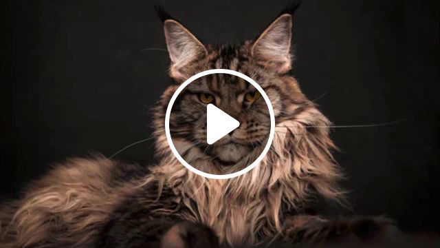 Maine coon, cat, maine coon, animals pets. #0