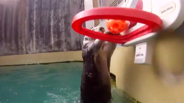 Sea otter slam dunking, basketball, otter, animal, animals pets.