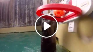 Sea otter slam dunking