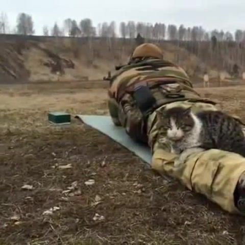 Tactical cat, animals pets.