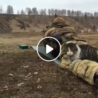 Tactical cat