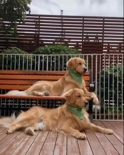 The movements of the twins are always synchronized - Video & GIFs | dogs,funny,golden dog,pets,animals,cuteanimalshare,animals pets